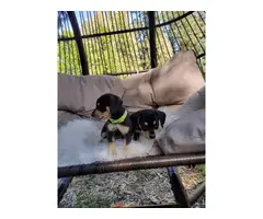 8 weeks old Chiweenie puppies for sale
