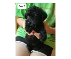 3 males and 1 female Yorkiepoo puppies - 3