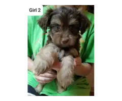 3 males and 1 female Yorkiepoo puppies - 4