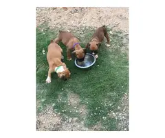 3 Boxer puppies for sale