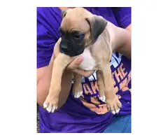 3 Boxer puppies for sale - 2
