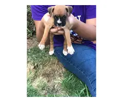 3 Boxer puppies for sale - 3