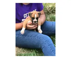3 Boxer puppies for sale - 4