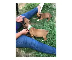 3 Boxer puppies for sale - 5