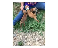 3 Boxer puppies for sale - 7