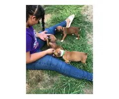 3 Boxer puppies for sale - 8