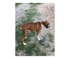 3 Boxer puppies for sale - 9