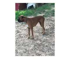 3 Boxer puppies for sale - 10
