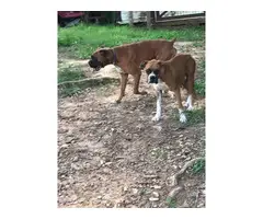 3 Boxer puppies for sale - 11