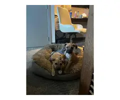 Two pitbull-sharpei mix puppies