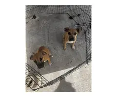 Two pitbull-sharpei mix puppies - 2