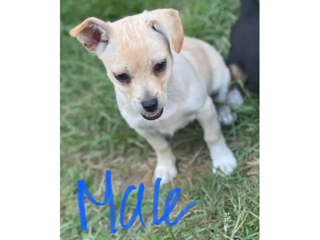 Chihuahua/jack Russell mix - 1/3