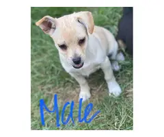 Chihuahua/jack Russell mix - 1