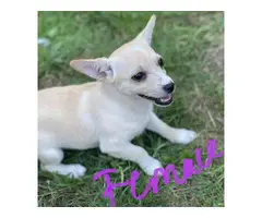 Chihuahua/jack Russell mix