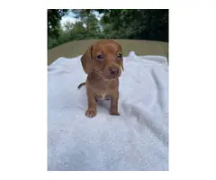 2 miniature dachshund puppies