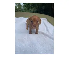 2 miniature dachshund puppies