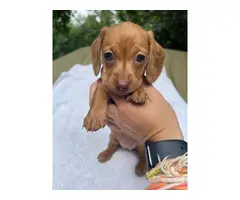 2 miniature dachshund puppies