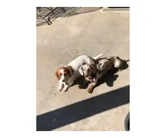 2 miniature dachshund puppies