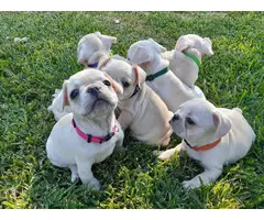 5 Purebred AKC French Bulldog Puppies for Sale