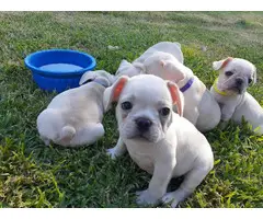 5 Purebred AKC French Bulldog Puppies for Sale