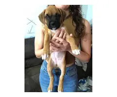 10 weeks old Boxer puppies for sale