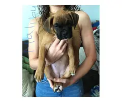 10 weeks old Boxer puppies for sale - 2