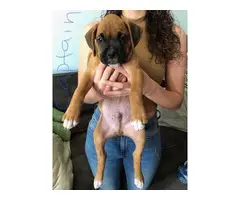 10 weeks old Boxer puppies for sale - 3