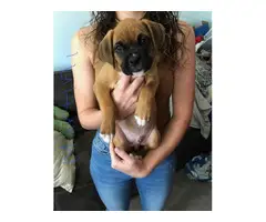 10 weeks old Boxer puppies for sale - 4