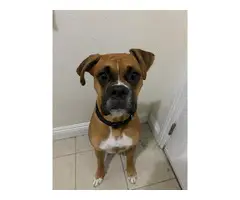 10 weeks old Boxer puppies for sale - 6