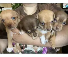 Purebred Minpin puppies for sale