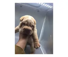 AKC Shar-Pei Puppies for Sale