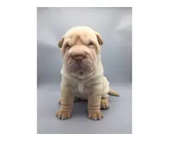 AKC Shar-Pei Puppies for Sale