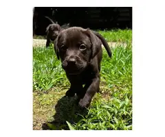AKC Chocolate English Labrador Retriever puppies for sale - 3