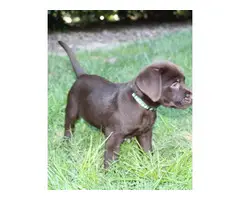 AKC Chocolate English Labrador Retriever puppies for sale - 4