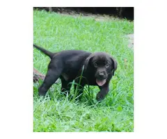 AKC Chocolate English Labrador Retriever puppies for sale - 5