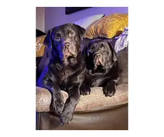AKC Chocolate English Labrador Retriever puppies for sale - 6