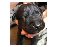6 males 3 females AKC Great Dane Puppies for Sale