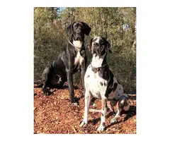 6 males 3 females AKC Great Dane Puppies for Sale