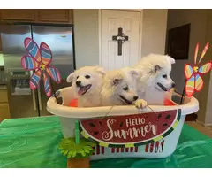 Three fluffy white American Eskimo puppies