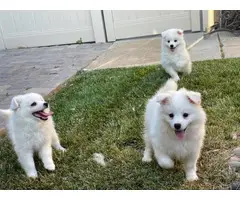 Three fluffy white American Eskimo puppies - 2