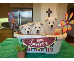 Three fluffy white American Eskimo puppies - 3
