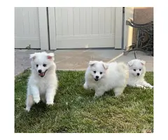 Three fluffy white American Eskimo puppies - 4