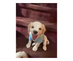 2 months old Cavachon puppies for sale