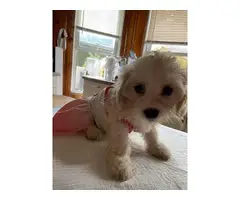 2 months old Cavachon puppies for sale