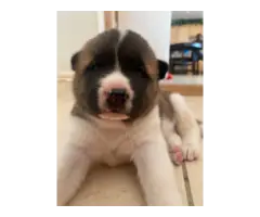 Purebred ACA registered Akita puppies for sale - 4