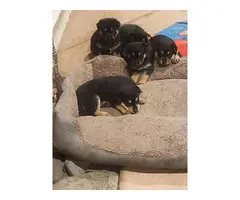 5 Rottsky puppies available