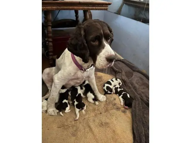 7 English Springer Spaniel puppies for sale - 1/8