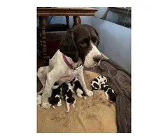7 English Springer Spaniel puppies for sale