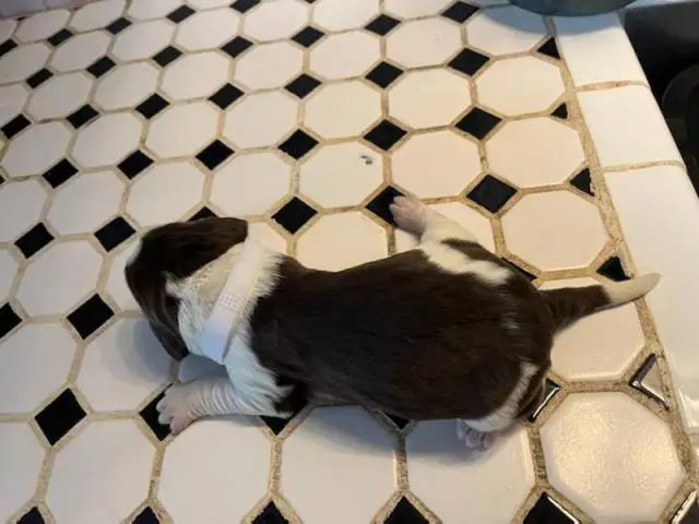 7 English Springer Spaniel puppies for sale - 2/8