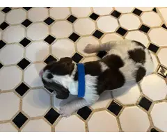 7 English Springer Spaniel puppies for sale - 4